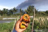 Petani menunjukkan tanaman tomat ranti yang terpapar abu vulkanik Gunung Raung di Songgon, Banyuwangi, Jawa Timur, Selasa (9/2/2021). Letusan Gunung Raung tersebut mengakibatkan sejumlah hasil pertanian rusak karena terpapar abu vulkanik. Antara Jatim/Budi Candra Setya/zk