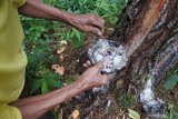 Petani pesanggem atau petani penggarap lahan milik perhutani membersihkan wadah getah pinus di kawasan hutan produksi Desa Sumberwringin, Sumberwringin, Bondowoso, Jawa Timur, Kamis (11/2/2021). Petani menutupi wadah getah pinus untuk mengantisipasi sebaran abu vulkanik Gunung Raung agar mutu getah tetap bagus, sehingga harga getah stabil. Antara Jatim/Seno/zk.