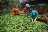 Anggota Kelompok Wanita Tani (KWT) Guyub Rukun merawat sawi yang ditanam di Kedung Baruk, Surabaya, Jawa Timur, Kamis (11/2/2021). Kelompok Wanita Tani di daerah tersebut membuat usaha budi daya sayuran, beternak lele dan ayam petelur sebagai upaya dalam mendukung program ketahanan pangan nasional dan menyejahterakan keluarga anggota serta masyarakat di sekitarnya. Antara Jatim/Moch Asim/zk.