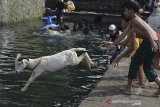 Sejumlah anak mendorong domba adu untuk berenang di mata air Cigede, Banyuresmi, Kabupaten Garut, Jawa Barat, Jumat (12/2/2021). Perawatan domba dengan cara memandikan dan berenang tersebut rutin dilakukan seminggu sekali guna melatih fisik dan pernafasan untuk ajang ketangkasan adu domba. ANTARA JABAR/Candra Yanuarsyah/agr