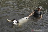 Peternak mendampingi domba adu berenang di mata air Cigede, Banyuresmi, Kabupaten Garut, Jawa Barat, Jumat (12/2/2021). Perawatan domba dengan cara memandikan dan berenang tersebut rutin dilakukan seminggu sekali guna melatih fisik dan pernafasan untuk ajang ketangkasan adu domba. ANTARA JABAR/Candra Yanuarsyah/agr