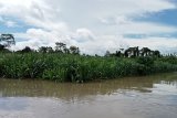 4.500 hektare lahan pertanian di Keerom rusak akibat banjir