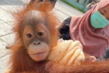 Empat pelaku ditangkap di Aceh Tamiang saat transaksi jual beli orang utan