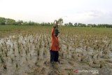 Petani mengamati sawahnya yang rusak akibat terendam banjir di desa Pengauban, Lelea, Indramayu, Jawa Barat, Minggu (14/2/2021). Badan Penanggulangan Bencana Daerah (BPBD) Indramayu mencatat sedikitnya 13.677 hektare lahan sawah di Indramayu rusak akibat terdampak banjir beberapa hari lalu. ANTARA JABAR/Dedhez Anggara/agr