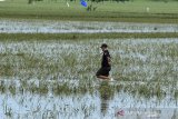 Petani melihat kondisi sawahnya yang rusak akibat terendam banjir di desa Pengauban, Lelea, Indramayu, Jawa Barat, Minggu (14/2/2021). Badan Penanggulangan Bencana Daerah (BPBD) Indramayu mencatat sedikitnya 13.677 hektare lahan sawah di Indramayu rusak akibat terdampak banjir beberapa hari lalu. ANTARA JABAR/Dedhez Anggara/agr