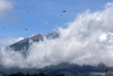 Capung bertentangan dengan latar belakang Gunung Raung yang mengeluarkan abu vulkanik di Songgon, Banyuwangi, Jawa Timur, Minggu (14/2/2021). Berdasarkan data Pos Pengamatan Gunung Api (PPGA) Raung, menunjukan aktivitas erupsi Gunung Raung  teramati asap kawah bertekanan lemah dengan intensitas lemah hingga sedang setinggi 500-1.000 meter diatas puncak kawah. Antara Jatim/Budi Candra Setya/zk.