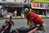 Seekor anjing bernama Joy membonceng motor dengan mengenakan helm dan masker di pusat Kota Tasikmalaya, Jawa Barat, Senin (15/2/2021). Anjing berjenis Golden Retriever ini sengaja dilatih untuk mengedukasi masyarakat dalam mematuhi protokol kesehatan saat pandemi COVID-19 dan tertib berlalu-lintas. ANTARA JABAR/Adeng Bustomi/agr
