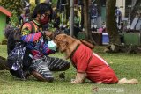 Pelatih anjing, Aril Saputra memakaikan masker kepada anjingnya bernama Joy di Alun-alun Kota Tasikmalaya, Jawa Barat, Senin (15/2/2021). Anjing berjenis Golden Retriever ini sengaja dilatih untuk mengedukasi masyarakat dalam mematuhi protokol kesehatan saat pandemi COVID-19 dan tertib berlalu-lintas. ANTARA JABAR/Adeng Bustomi/agr