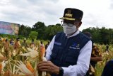 Pemprov Sulsel siapkan bibit udang windu gratis bagi petani tambak