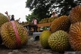 Sejumlah pedagang beraktivitas di areal pasar musiman buah durian di Pagotan, Kabupaten Madiun, Jawa Timur, Minggu (14/2/2021). Kawasan tersebut dimanfaatkan penjual musiman untuk berdagang durian hasil produksi petani lereng Gunung Wilis dengan harga Rp25 ribu-Rp80 ribu per buah durian lokal dan Rp150 ribu-250 ribu per buah durian montong. Antara Jatim/Siswowidodo/zk.