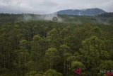 Dishut: Kawasan ekosistem esensial Sumsel  bakal terluas di Indonesia