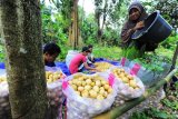 Warga menyortir buah duku usai panen di Muarojambi, Jambi, Sabtu (13/2/2021). Kabupaten yang dikenal dengan Kawasan Percandian Muarajambinya itu dalam sepekan terakhir memasuki musim duku yang dijual Rp14 ribu per kilogram di tingkat petani. ANTARA FOTO/Wahdi Septiawan/foc.