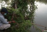 BKSDA pasang jerat untuk tangkap buaya serang warga Agam (Video)