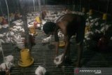 Wahidan (38) salah satu peternak ayam potong Desa Rukam, Kabupaten Bangka, Provinsi Kepulauan Bangka Belitung saat memanen ayam potong di kandang miliknya pada Selasa (16/2). Saat ini harga ayam potong ditingkat peternak mengalami penurunan Rp5.000 dari sebelumnya Rp25.000 menjadi Rp20.000 per kilonya.