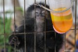 Seekor Lutung Budeng (Trachypithecus Auratus) yang merupakan barang bukti berada dalam sangkar saat ungkap kasus perdagangan satwa dilindungi di Polda Jawa Timur, Surabaya, Jawa Timur, Rabu (17/2/2021).
 Subdit IV Tipidter Direktorat Reserse Kriminal Khusus (Ditreskrimsus) Polda Jawa Timur menangkap tiga tersangka NR (26), VPE (29) dan NK (21) atas kasus dugaan memperdagangkan satwa dilindungi serta mengamankan sejumlah barang bukti satwa burung Kakatua Maluku (Cacatua Moluccensis), burung Elang Brontok (Nisaetus Cirrhatus), burung Elang Jawa (Nisaetus Bartelsi) dan Lutung Budeng (Trachypithecus Auratus). Antara Jatim/Didik/Zk