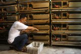 Peternak memanen telur burung puyuh untuk selanjutnya dijual ke pasar dengan harga Rp350 per butir di Geneng, Ngawi, Jawa Timur, Rabu (17/2/2021). Peternak setempat mengaku permintaan telur buruh puyuh mengalami penurunan dari 10.000 butir menjadi 5.000 butir per hari atau turun 50 persen seiring Pemberlakuan Pembatasan Kegiatan Masyarakat (PPKM) Mikro. Antara Jatim/Ari Bowo Sucipto/zk.