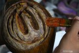 Perajin membuat bonsai kelapa untuk dikirim ke Surabaya dan Madiun di Ngawi, Jawa Timur, Rabu (17/2/2021). Perajin bonsai kelapa setempat berusaha meningkatkan penjualan dengan menggenjot pemasaran di pasar digital serta aktif di jejaring sosial. Antara Jatim/Ari Bowo Sucipto/zk.