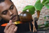 Perajin membuat bonsai kelapa untuk dikirim ke Surabaya dan Madiun di Ngawi, Jawa Timur, Rabu (17/2/2021). Perajin bonsai kelapa setempat berusaha meningkatkan penjualan dengan menggenjot pemasaran di pasar digital serta aktif di jejaring sosial. Antara Jatim/Ari Bowo Sucipto/zk.
