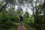 Seorang mahasiswa Fakultas Kehutanan Untan berjalan melintasi miniatur hutan tropis di Arboretum Sylva Universitas Tanjungpura di Pontianak, Kalimantan Barat, Rabu (17/2/2021). Arboretum Sylva Untan yang berdiri sejak 1989 di pusat Kota Pontianak dan telah ditetapkan sebagai Ruang Terbuka Hijau (RTH) oleh pemda setempat tersebut merupakan laboratorium alam seluas 3,48 hektare yang memiliki ratusan jenis tumbuhan endemik Kalimantan. ANTARA FOTO/Jessica Helena Wuysang/aww.