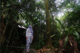 Seorang pengunjung menyaksikan pemandangan miniatur hutan tropis di Arboretum Sylva Universitas Tanjungpura di Pontianak, Kalimantan Barat, Rabu (17/2/2021). Arboretum Sylva Untan yang berdiri sejak 1989 di pusat Kota Pontianak dan telah ditetapkan sebagai Ruang Terbuka Hijau (RTH) oleh pemda setempat tersebut merupakan laboratorium alam seluas 3,48 hektare yang memiliki ratusan jenis tumbuhan endemik Kalimantan. ANTARA FOTO/Jessica Helena Wuysang/aww.