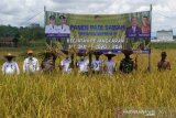 Barito Utara panen padi varietas Sertani 14 di lahan mina padi