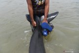 Warga menarik Paus Pilot Sirip Pendek (Globicephala macrorhynchus) yang terdampar di Pantai Modung, Bangkalan, Jawa Timur, Jumat (19/2/2021). Sekitar 52 ekor Paus Pilot Sirip Pendek terdampar di pantai itu, tiga diantaranya berhasil diselamatkan dan sisanya sebanyak 49 mati. Antara Jatim/Zabur Karuru