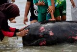 Seorang anak mengamati Paus Pilot Sirip Pendek (Globicephala macrorhynchus) yang terdampar di Pantai Modung, Bangkalan, Jawa Timur, Jumat (19/2/2021). Sekitar 52 ekor Paus Pilot Sirip Pendek terdampar di pantai itu, tiga diantaranya berhasil diselamatkan dan sisanya sebanyak 49 mati. Antara Jatim/Zabur Karuru