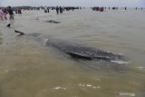 Sejumlah Paus Pilot Sirip Pendek (Globicephala macrorhynchus) terdampar di Pantai Modung, Bangkalan, Jawa Timur, Jumat (19/2/2021). Sekitar 52 ekor Paus Pilot Sirip Pendek terdampar di pantai itu, tiga diantaranya berhasil diselamatkan dan sisanya sebanyak 49 mati. Antara Jatim/Zabur Karuru