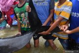 Sejumlah anak mengangkat ekor Paus Pilot Sirip Pendek (Globicephala macrorhynchus) yang terdampar di Pantai Modung, Bangkalan, Jawa Timur, Jumat (19/2/2021). Sekitar 52 ekor Paus Pilot Sirip Pendek terdampar di pantai itu, tiga diantaranya berhasil diselamatkan dan sisanya sebanyak 49 mati. Antara Jatim/Zabur Karuru