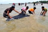 Warga menarik Paus Pilot Sirip Pendek (Globicephala macrorhynchus) yang terdampar di Pantai Modung, Bangkalan, Jawa Timur, Jumat (19/2/2021). Sekitar 52 ekor Paus Pilot Sirip Pendek terdampar di pantai itu, tiga diantaranya berhasil diselamatkan dan sisanya sebanyak 49 mati. Antara Jatim/Zabur Karuru