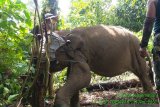 Mengubah konflik manusia-gajah jadi 'koeksistensi'  penyangga TNBT