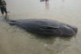 KKP kaji penyebab puluhan paus pilot terdampar di Bangkalan Madura Jatim