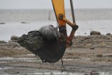 Petugas  menggunakan alat berat memindahkan bangkai Paus Pilot Sirip Pendek (Globicephala macrorhynchus) yang mati saat terdampar untuk  dikubur di Pantai Modung, Bangkalan, Jawa Timur, Sabtu (20/2/2021). Sebanyak 51 ekor dari 52 ekor Paus Pilot Sirip Pendek yang mati  dikubur agar tidak menimbulkan bau dan penyebaran bakteri yang dapat membahayakan masyarakat sekitar. Antara Jatim/Zabur Karuru/zk