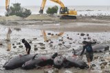 Petugas bersiap mengubur Paus Pilot Sirip Pendek (Globicephala macrorhynchus) yang mati saat terdampar di Pantai Modung, Bangkalan, Jawa Timur, Sabtu (20/2/2021). Sebanyak 51 ekor dari 52 ekor Paus Pilot Sirip Pendek yang mati  dikubur agar tidak menimbulkan bau dan penyebaran bakteri yang dapat membahayakan masyarakat sekitar. Antara Jatim/Zabur Karuru/zk