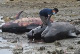 Petugas memeriksa kondisi Paus Pilot Sirip Pendek (Globicephala macrorhynchus) yang mati saat terdampar sebelum dikubur di Pantai Modung, Bangkalan, Jawa Timur, Sabtu (20/2/2021). Sebanyak 51 ekor dari 52 ekor Paus Pilot Sirip Pendek yang mati  dikubur agar tidak menimbulkan bau dan penyebaran bakteri yang dapat membahayakan masyarakat sekitar. Antara Jatim/Zabur Karuru/zk