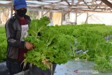 Petani memanen sayur selada jenis unggul yang dikembang dengan sistim hidroponik di desa Lampoh Daya, Kecamatan Jaya Baru, Banda Aceh, Aceh, Sabtu (20/2/2021). Menurut petani, selama pandemi COVID-19 usaha budidaya sayuran hidroponik di desa tersebut meningkat  seiring dengan meningkatnya permintaan dengan harga penjualan Rp25.000 per kilogram. ANTARA FOTO/Ampelsa.