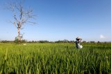 Petani menabur pupuk bersubsidi pada tanaman padi di Aceh Besar, Aceh, Minggu (21/2/2021). Kementerian Pertanian menambah alokasi pupuk bersubsidi dari 8,9 juta ton pada 2020 menjadi 9 juta ton dan 1,5 juta liter pupuk organik cair pada 2021 sebagai upaya memenuhi kebutuhan pupuk bersubsidi yang mencapai 23.4 juta ton berdasarkan usulan sistem elektronik Rencana Definitif Kebutuhan Kelompuk (e-RDKK). Antara Aceh/Irwansyah Putra.