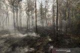 Kebakaran Hutan Di Kawasan Bandara Hang Nadim