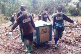 BOSF lakukan pelepasliaran orangutan ke hutan di masa pandemi