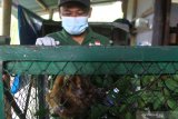  Relawan merawat kukang Jawa (Nycticebus javanicus) berada di kandang perawatan usai diselamatkan dari pedagang satwa liar di Javan Langur Center (JLC), Batu, Jawa Timur, Selasa (23/2/2021). Pusat Penyelamatan dan Rehabilitasi Primata International Animal Rescue (IAR) Indonesia mencatat dalam 24 tahun terakhir jumlah populasi Kukang menurun hampir 80 persen akibat perdagangan satwa terutama untuk jenis Kukang Jawa.  Antara Jatim/Ari Bowo Sucipto/zk