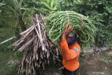 Buruh tani memanen kacang panjang di area persawahan Desa Bulupasar, Kediri, Jawa Timur, Senin (22/2/2021). Sejumlah petani di daerah itu saat musim hujan memilih menanam kacang panjang daripada menanam padi karena dapat mulai panen pada usia dua bulan, memiliki siklus panen hingga 18 kali dalam sekali tanam, dan harga jual stabil pada kisaran Rp3.500-Rp4.000 per kilogram sehingga dinilai lebih menguntungkan. Antara Jatim/Prasetia Fauzani/zk