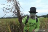 Petani Banyumas diminta waspadai serangan hama wereng