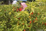 Buruh tani memanen cabai di area persawahan Desa Paron, Kediri, Jawa Timur, Rabu (24/2/2021). Tiga hari terakhir harga jual cabai rawit merah di tingkat petani terus mengalami kenaikan dari sebelumnya Rp80 ribu menjadi Rp90 ribu per kilogram akibat terbatasnya pasokan di pasaran karena belum memasuki musim panen raya. Antara Jatim/Prasetia Fauzani/zk