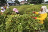 Buruh tani memanen cabai di area persawahan Desa Paron, Kediri, Jawa Timur, Rabu (24/2/2021). Tiga hari terakhir harga jual cabai rawit merah di tingkat petani terus mengalami kenaikan dari sebelumnya Rp80 ribu menjadi Rp90 ribu per kilogram akibat terbatasnya pasokan di pasaran karena belum memasuki musim panen raya. Antara Jatim/Prasetia Fauzani/zk