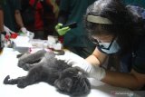 Dokter hewan memeriksa kesehatan satu dari sepuluh Lutung Jawa (Trachypitecus Auratus) hasil sitaan di Javan Langur Centre (JLC), Coban Talun, Batu, Jawa Timur, Selasa (23/2/2021). Pemeriksaan tersebut dilakukan untuk memastikan kondisi kesehatan lutung Jawa sebelum menjalani masa karantina dan pembentukan kelompok dalam upaya pelepasliaran. Antara Jatim/Ari Bowo Sucipto/zk