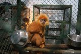 Dokter hewan memeriksa kesehatan satu dari sepuluh Lutung Jawa (Trachypitecus Auratus) hasil sitaan di Javan Langur Centre (JLC), Coban Talun, Batu, Jawa Timur, Selasa (23/2/2021). Pemeriksaan tersebut dilakukan untuk memastikan kondisi kesehatan lutung Jawa sebelum menjalani masa karantina dan pembentukan kelompok dalam upaya pelepasliaran. Antara Jatim/Ari Bowo Sucipto/zk