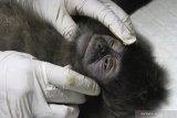  Dokter hewan memeriksa kesehatan satu dari sepuluh Lutung Jawa (Trachypitecus Auratus) hasil sitaan di Javan Langur Centre (JLC), Coban Talun, Batu, Jawa Timur, Selasa (23/2/2021). Pemeriksaan tersebut dilakukan untuk memastikan kondisi kesehatan lutung Jawa sebelum menjalani masa karantina dan pembentukan kelompok dalam upaya pelepasliaran. Antara Jatim/Ari Bowo Sucipto/zk