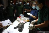 PEMERIKSAAN KESEHATAN LUTUNG JAWA. Dokter hewan memeriksa kesehatan satu dari sepuluh Lutung Jawa (Trachypitecus Auratus) hasil sitaan di Javan Langur Centre (JLC), Coban Talun, Batu, Jawa Timur, Selasa (23/2/2021). Pemeriksaan tersebut dilakukan untuk memastikan kondisi kesehatan lutung Jawa sebelum menjalani masa karantina dan pembentukan kelompok dalam upaya pelepasliaran. Antara Jatim/Ari Bowo Sucipto/zk