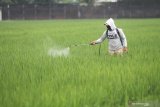 Petani menyemprotkan peptisida bantuan Dinas Pertanian dan Perkebunan pada tanaman padi yang terserang hawar daun di area persawahan Desa Doko, Kediri, Jawa Timur, Rabu (24/2/2021). Merebaknya hawar daun akibat serangan bakteri Xanthomonas campestris pv. Oryzae tersebut dipicu kelembaban tinggi saat musim hujan sehingga dikhawatirkan mengakibatkan gabah tanpa isi (gabug). Antara Jatim/Prasetia Fauzani/ZK