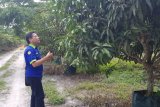 Pakar pertanian: Kendalikan hama dengan tanaman refugia